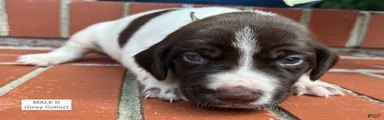 German Shorthaired Pointer (MALE D)