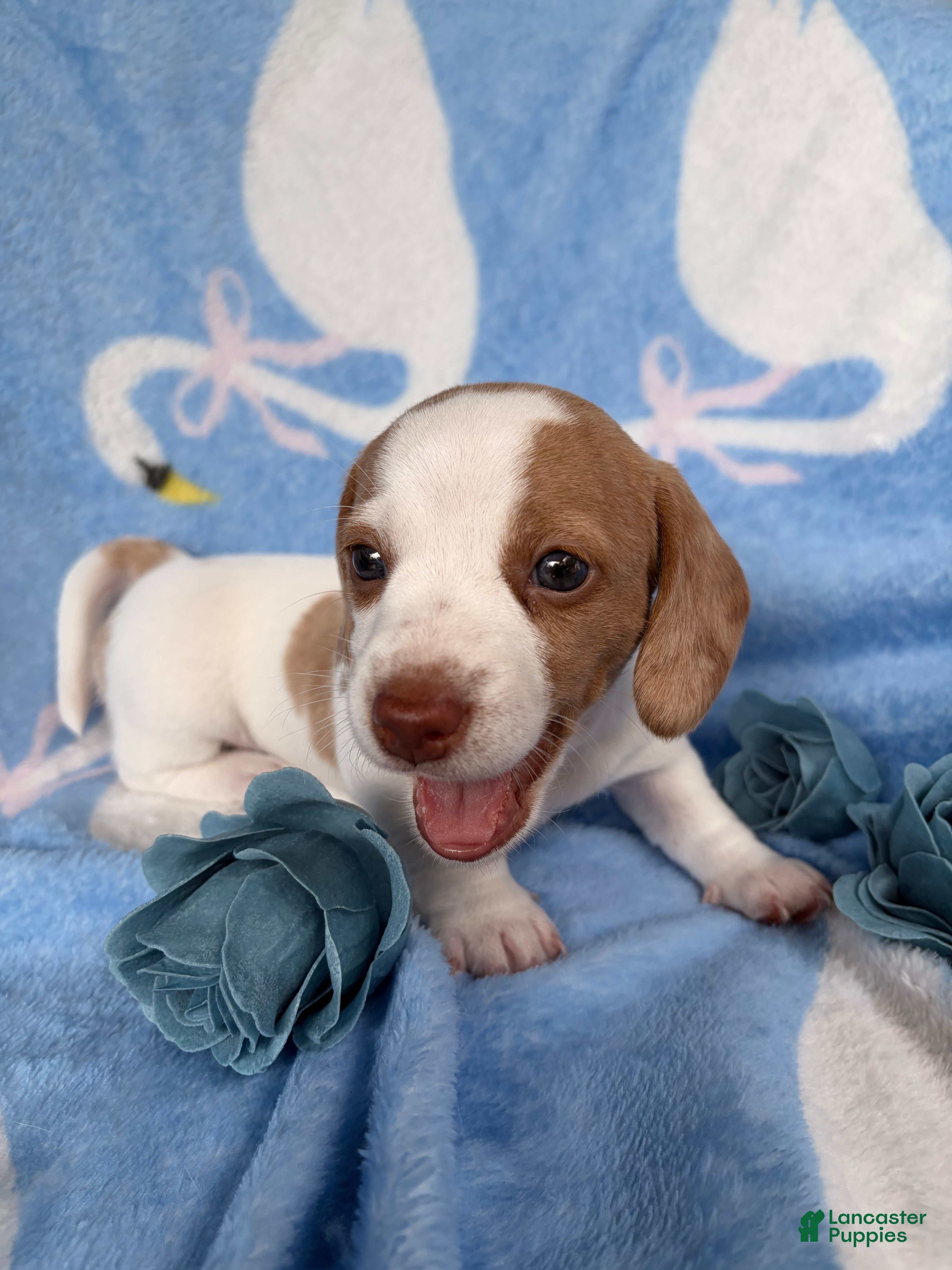 Miniature Dachshund dogs Miniature Dachshund 1- Ella - Ad 2