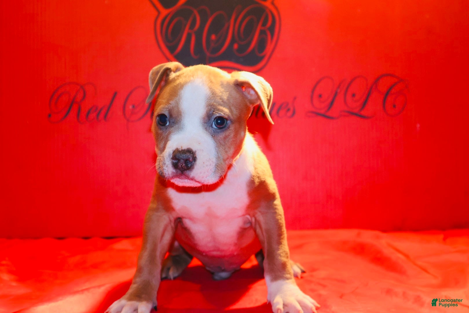 American Bully dogs American Bully Puppy 3 - Ad 4