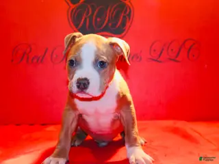 American Bully dogs American Bully Puppy 3 - Ad 4