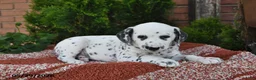 Dalmatian dogs for sale: Hero - Ad 4