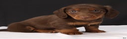 Dachshund dogs for sale: Dachshund Puppy 1 - Ad 8