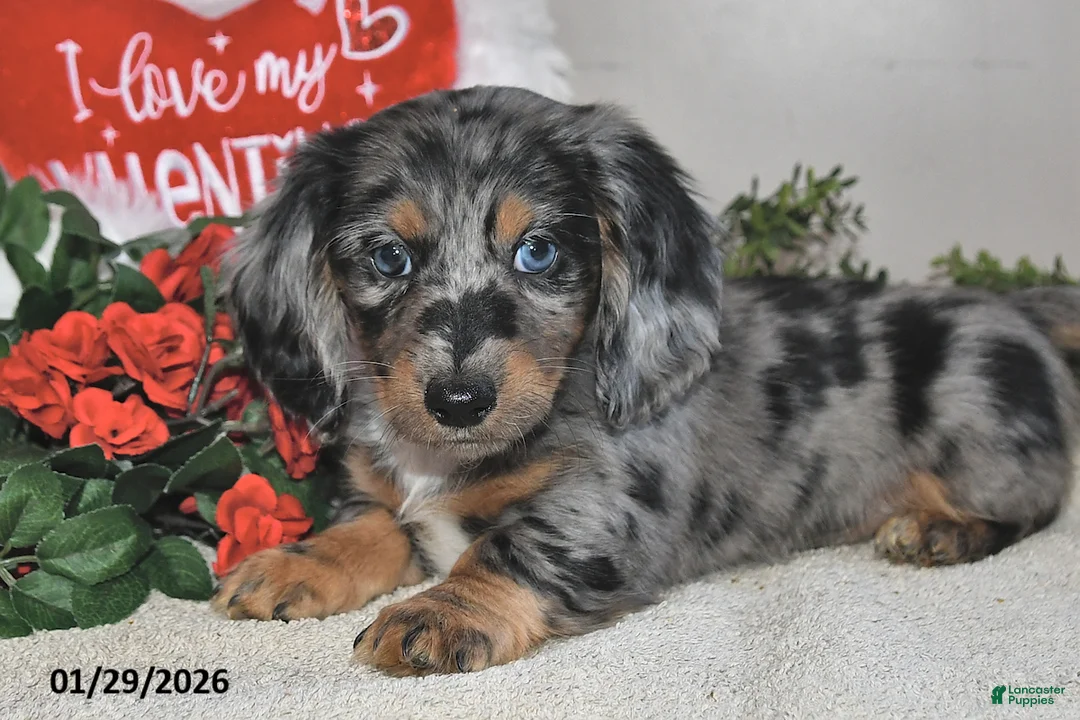 Miniature Dachshund dogs for sale: Harper - Ad 1