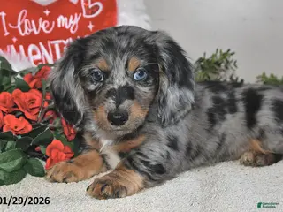 Miniature Dachshund dogs Harper - Ad 27