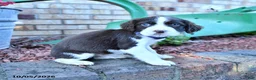 English Springer Spaniel dogs for sale: Ceasar - Ad 3