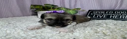 Havanese dogs for sale: Havanese 3 - Ad 2