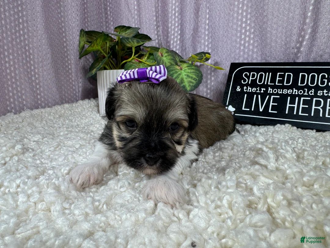 Havanese dogs for sale: Havanese 3 - Ad 2
