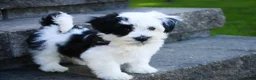 Havanese dogs for sale: Penny Havanese  - Ad 4