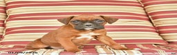 Boxer dogs for sale: Jet  - Ad 5