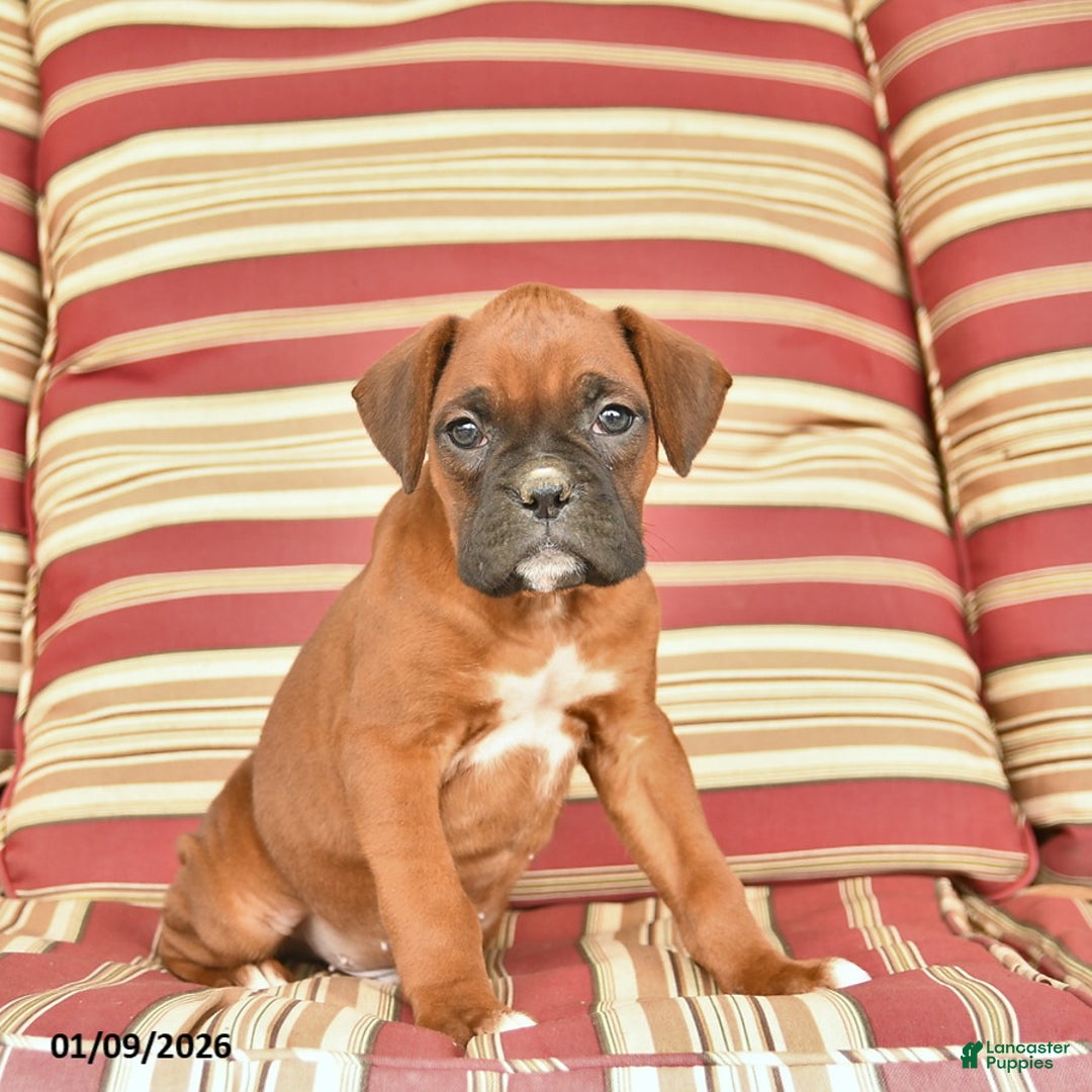 Boxer dogs for sale: Jet  - Ad 5