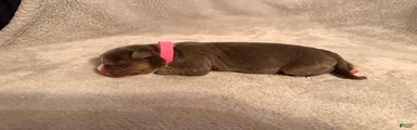 Blue Tri Pink Collar