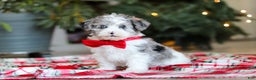 Yorkiepoo dogs for sale: Jayden - Ad 2