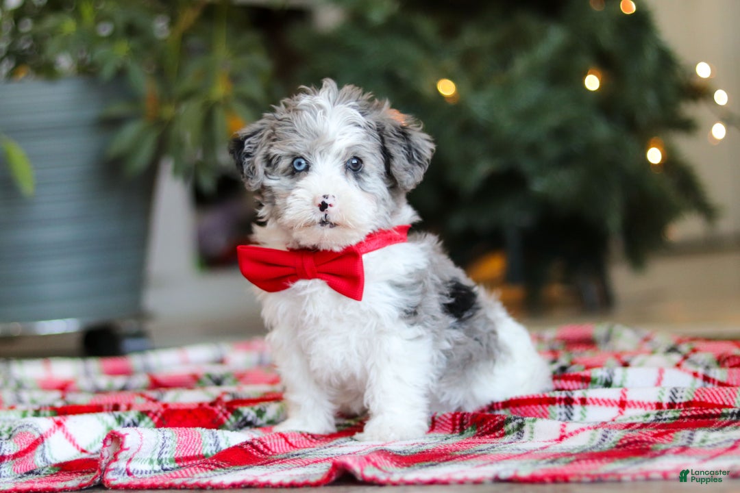 Yorkiepoo dogs for sale: Jayden - Ad 2