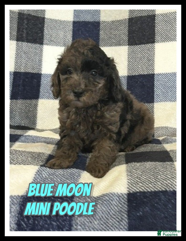 Miniature Poodle dogs Blue Moon - Ad 1