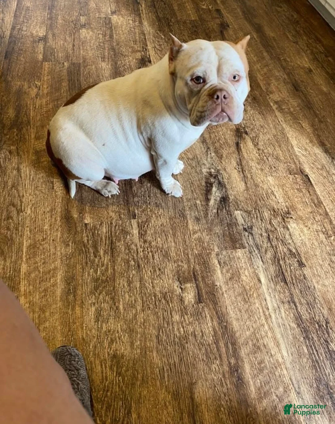 American Bully dogs for sale: Fendi - Ad 10