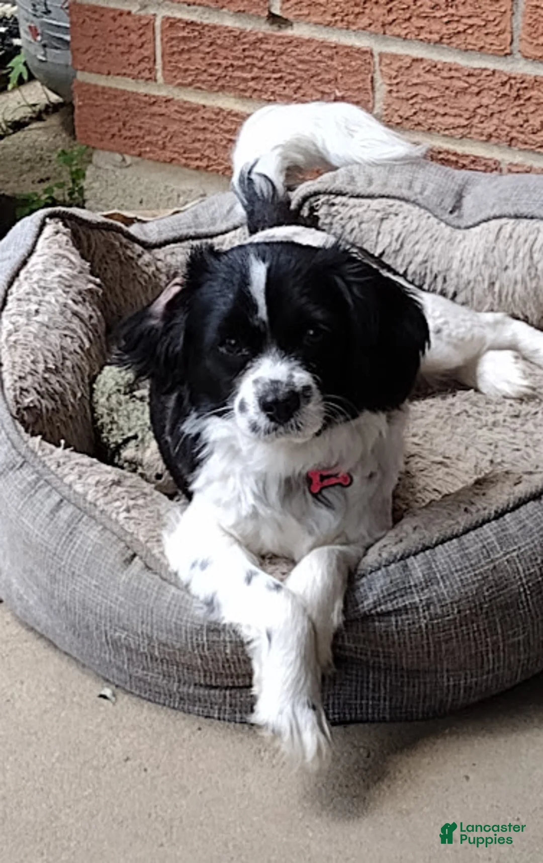 Cavapoo dogs for sale: Sven - Ad 8