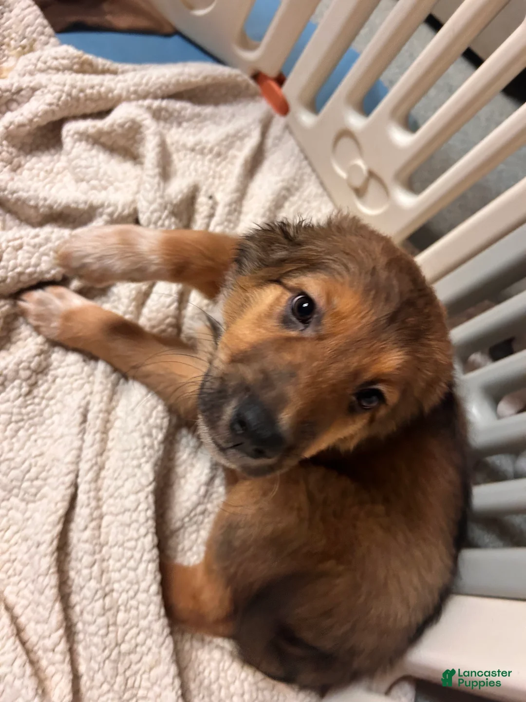 Mixed Breed dogs for sale: Fern - Ad 5