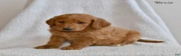 Goldendoodle dogs for sale: Dixie  - Ad 5