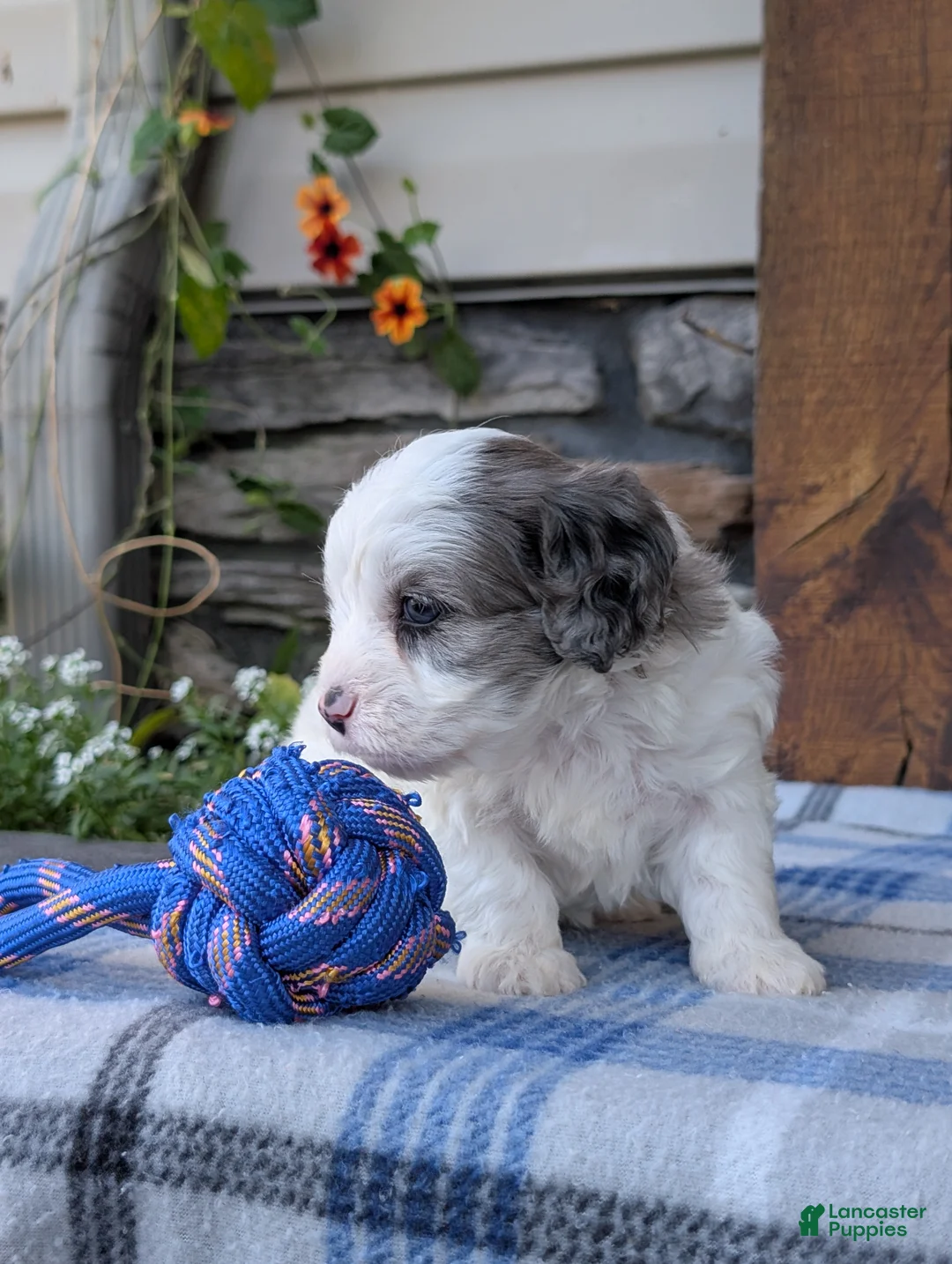 Cavapoo dogs for sale: Trio  - Ad 2