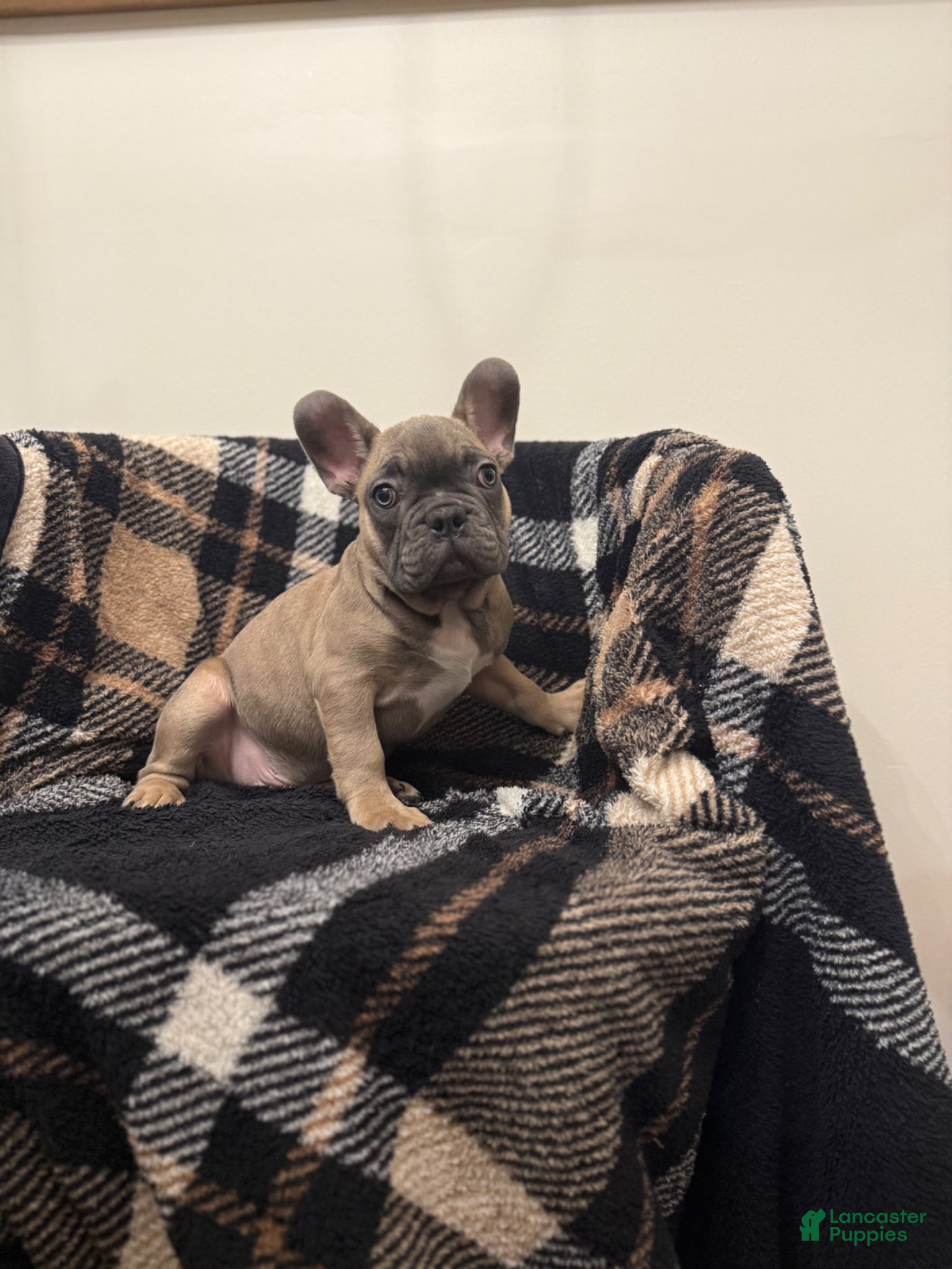 French Bulldog dogs Bill-BLUE FAWN - Ad 39