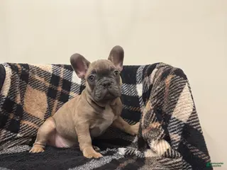 French Bulldog dogs Bill-BLUE FAWN - Ad 39