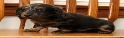 Miniature Dachshund dogs for sale: Tinker - Ad 8