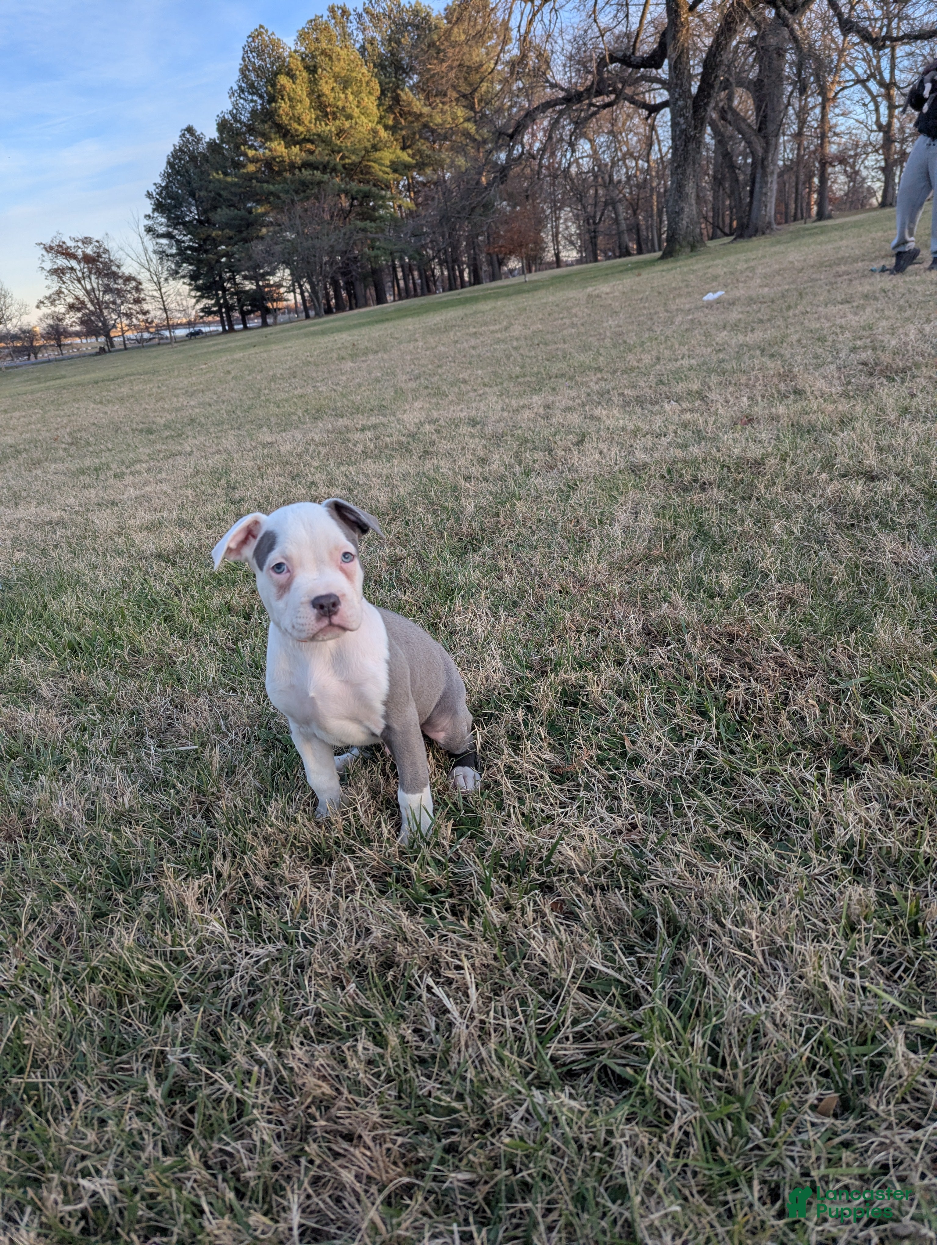 American Bully dogs Baloo - Ad 11