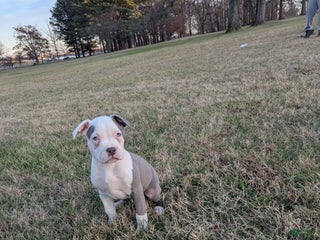 American Bully dogs Baloo - Ad 17