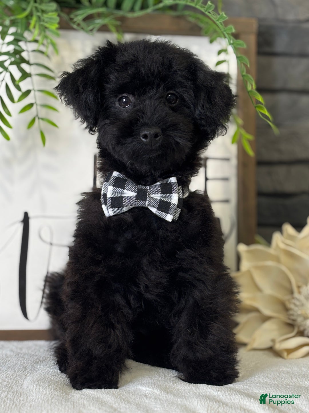 Toy Poodle dogs for sale: Peck - Ad 3