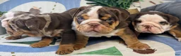 English Bulldog dogs for sale: London - Ad 5