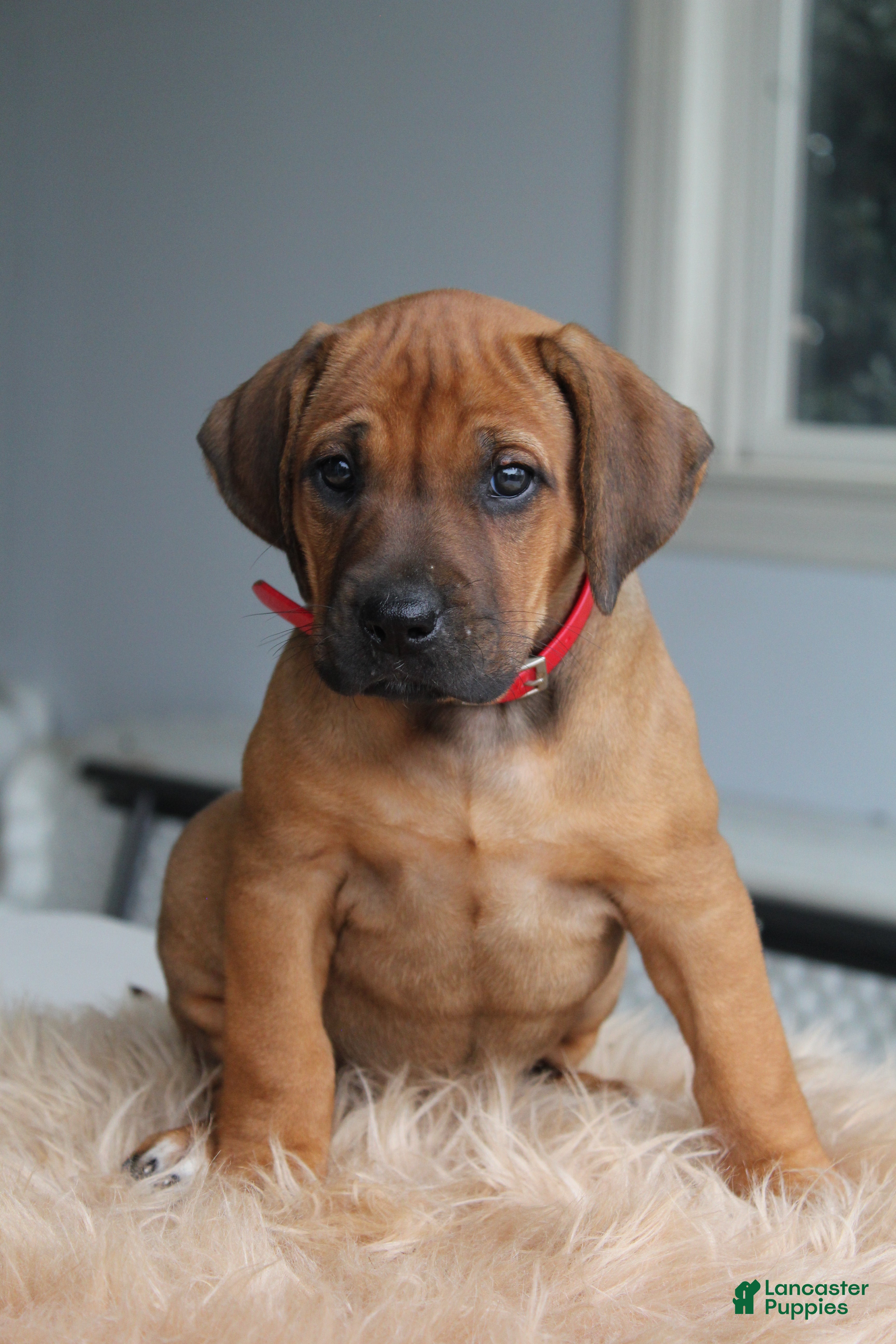 Rhodesian Ridgeback dogs Molly - Ad 1