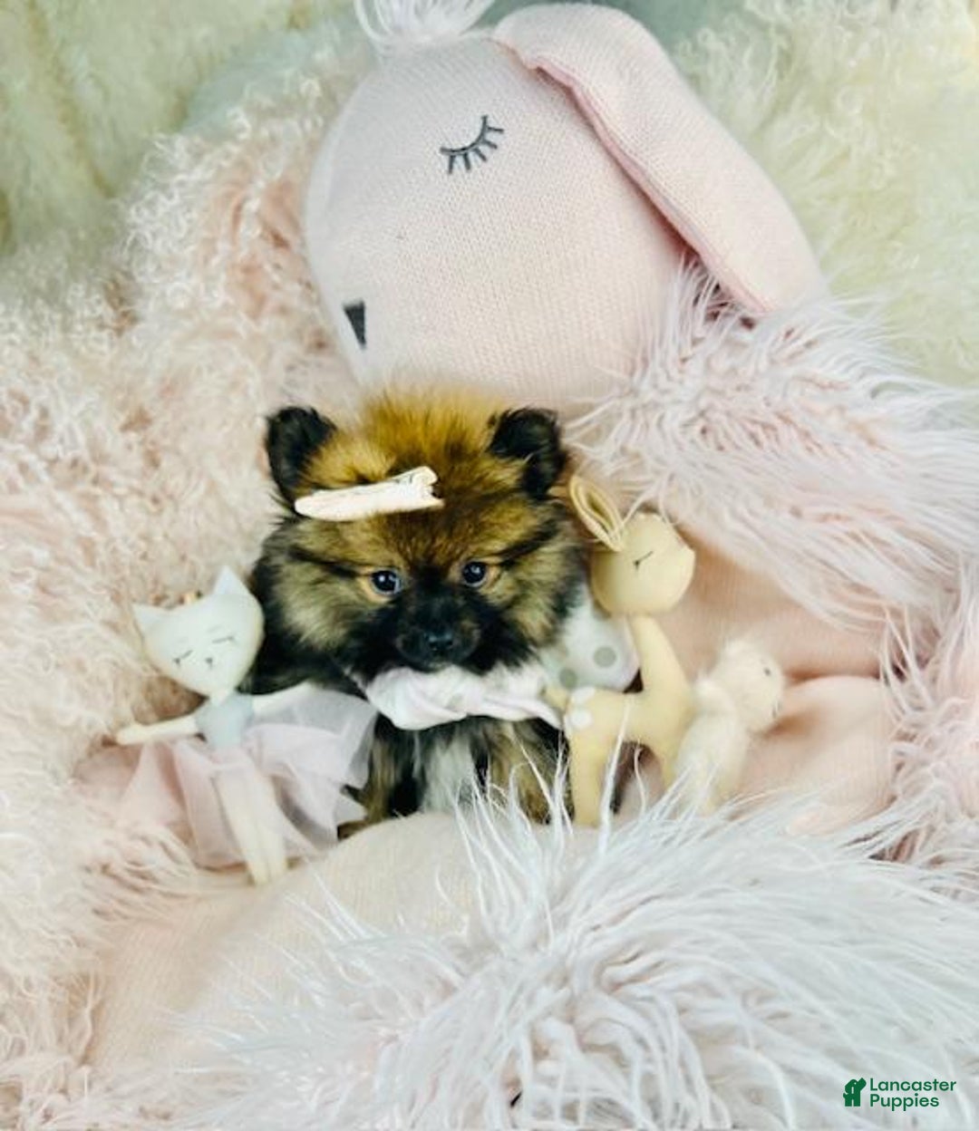 Pomeranian dogs for sale: Pomeranian Puppy 1 - Ad 5