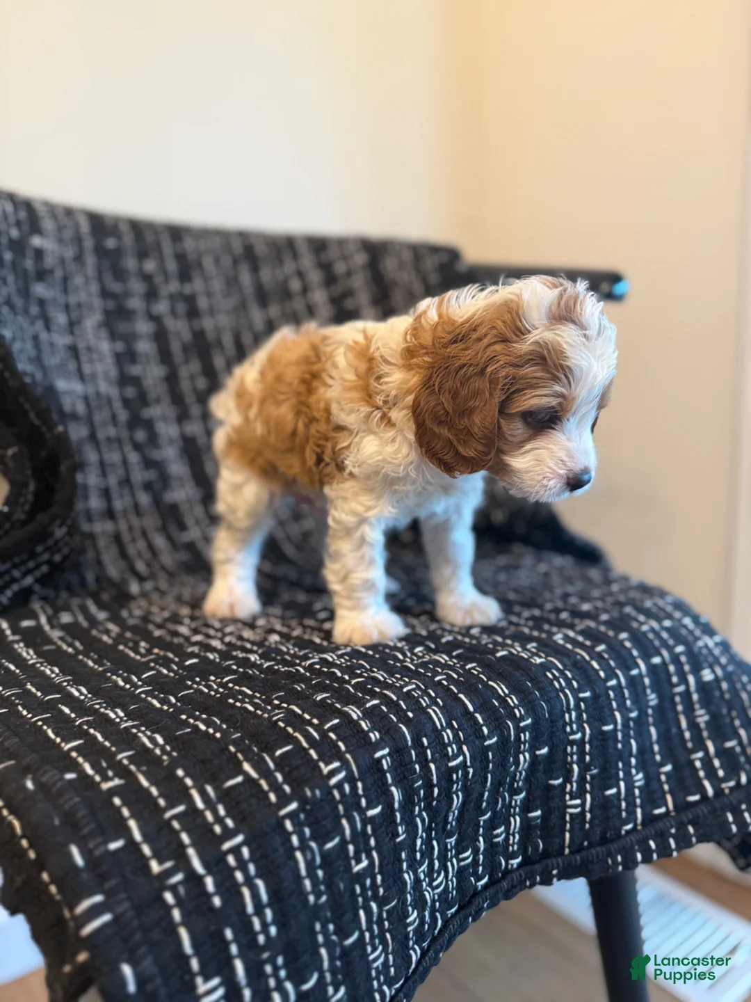 Cavapoo dogs for sale: Cameron  - Ad 2