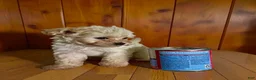 Pomapoo dogs for sale: Teacup 3 - Ad 3