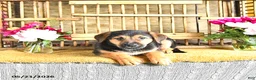 Golden Shepherd dogs for sale: Rascal - Ad 9