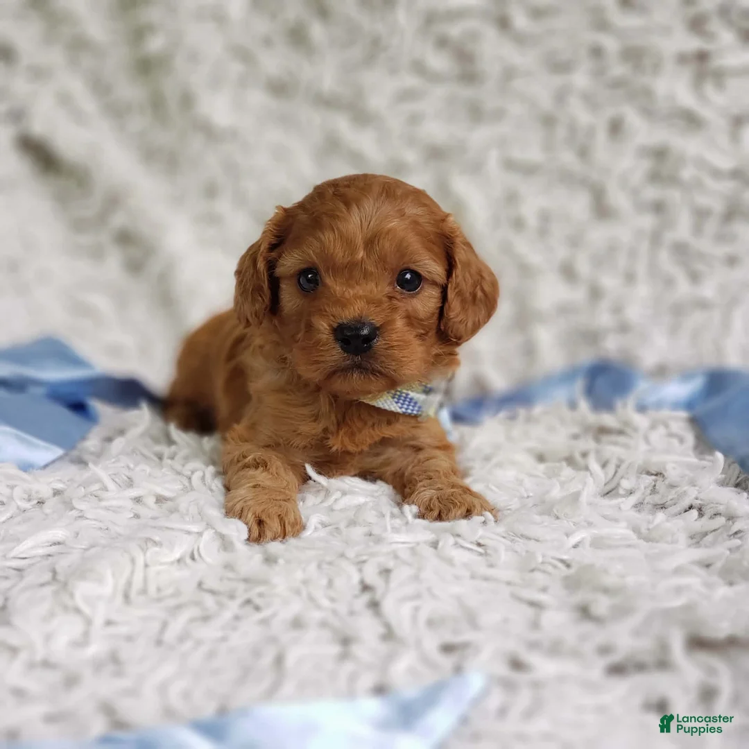 Cavapoo dogs for sale: Reuben  - Ad 1
