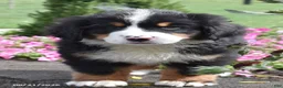 Bernese Mountain Dog dogs for sale: Monty - Ad 3