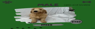 Goldendoodle 5