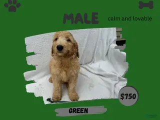 Goldendoodle dogs Goldendoodle 5 - Ad 16