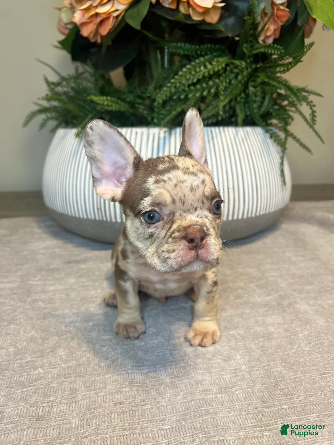 French Bulldog dogs for sale: Buddy - Ad 5