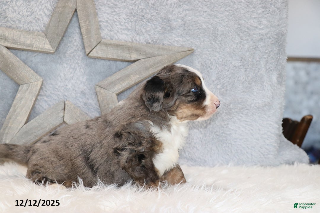 Mini Bernedoodle dogs for sale: Archie - Ad 2