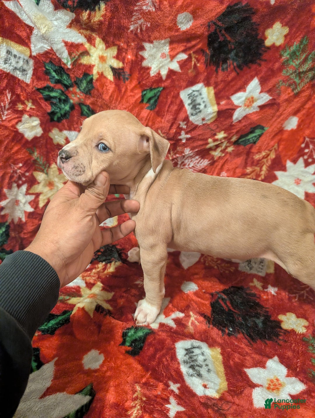 American Bully dogs for sale: American Bully Puppy 8 - Ad 2