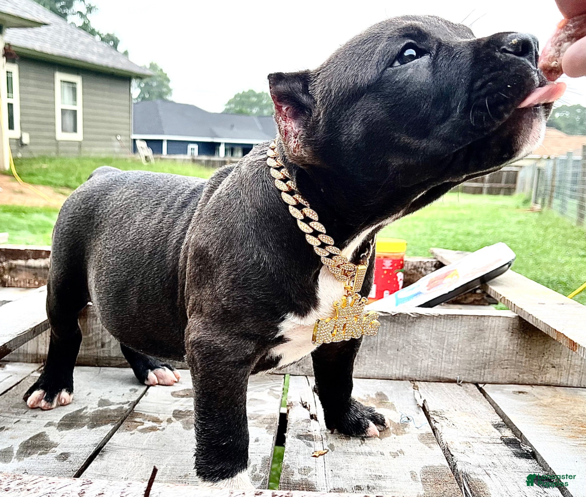 American Bully dogs American Bully Puppy 4 - Ad 1