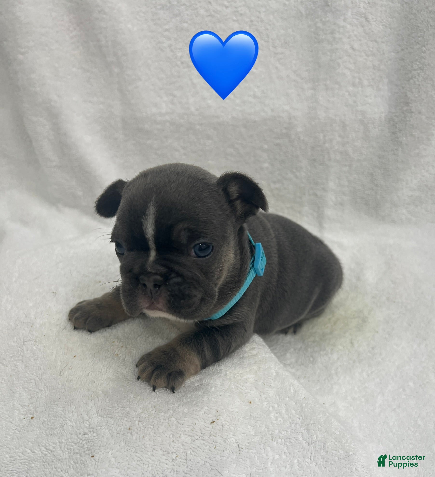French Bulldog dogs for sale: French Bulldog - Blue - Ad 16