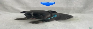 French Bulldog - Blue