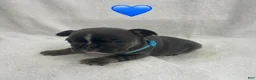 French Bulldog dogs for sale: French Bulldog - Blue - Ad 1