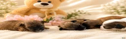 Yorkshire Terrier dogs for sale: Teacup Yorkshire Terrier 4 - Ad 4