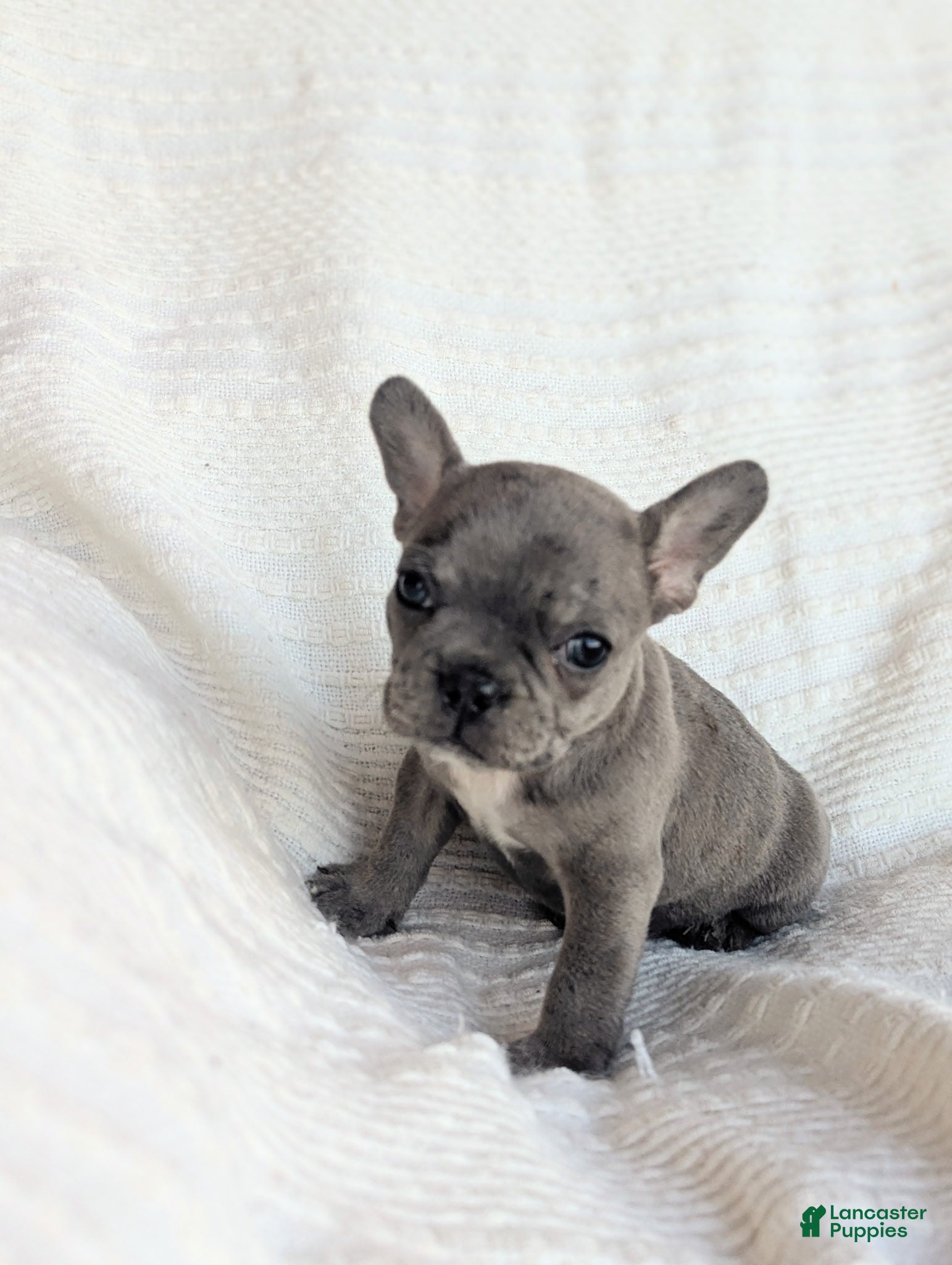 French Bulldog dogs Milo - Ad 2