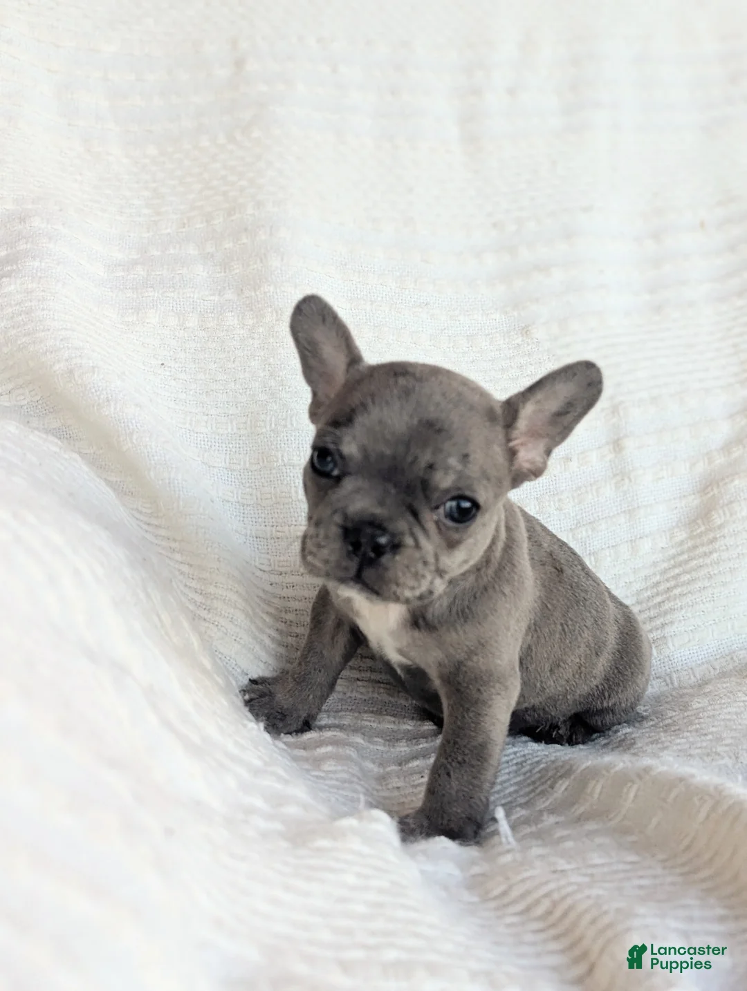 French Bulldog dogs for sale: Milo - Ad 2