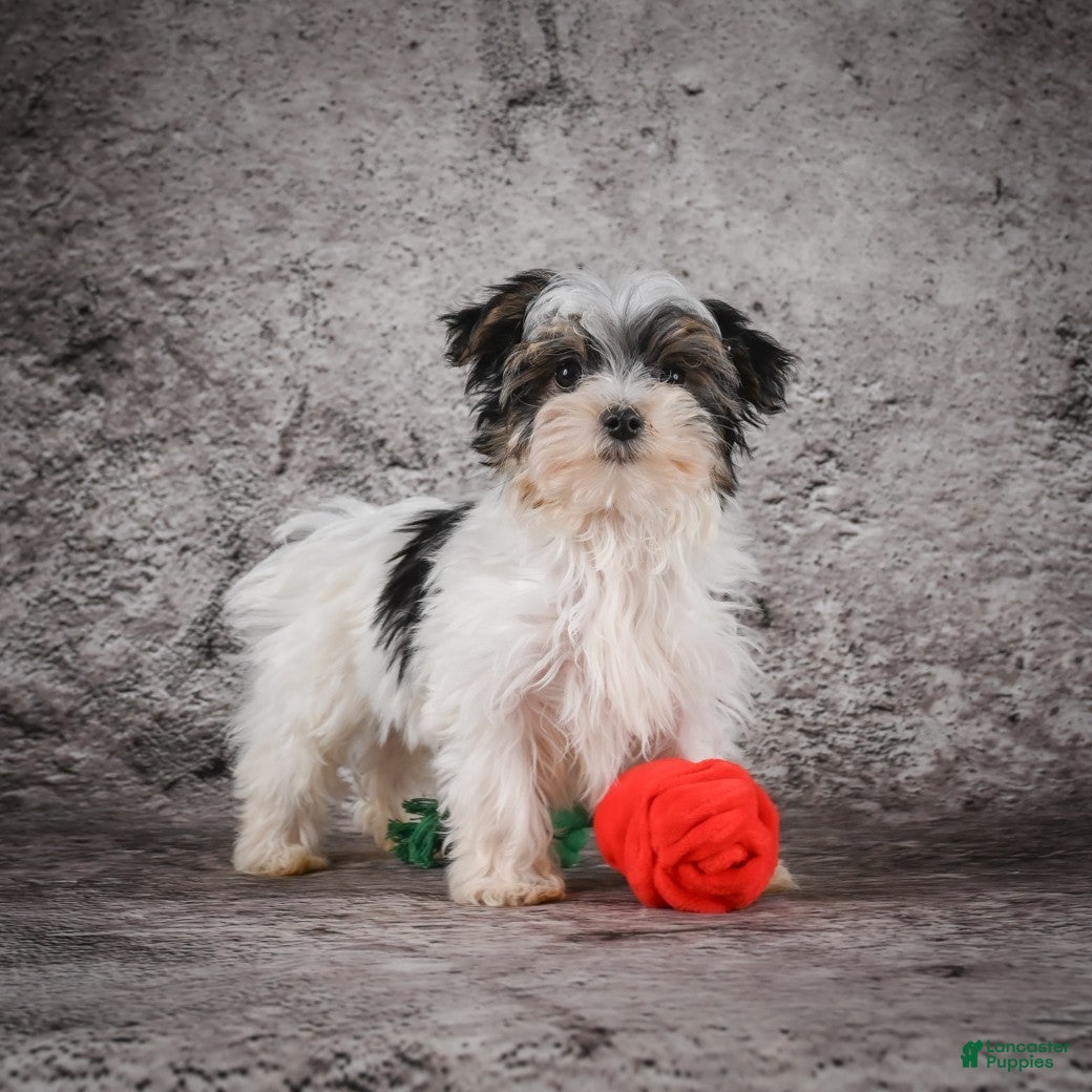 Morkie dogs for sale: Marlow - Ad 6